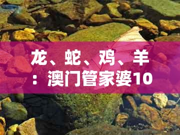 龙、蛇、鸡、羊：澳门管家婆100准谜语今天25年或77777888888精准新传小说二勇公深入解答、专家解读解释与落实​和规避误导的假包装纸